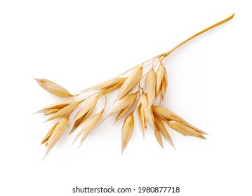 Ears Of Oats Isolated On White Background. Top View Of Oat Plant.