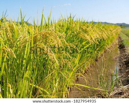 Ears of rice and blue sky. Close-up of the rice ears