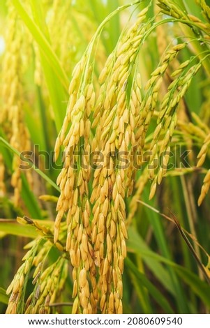 Ears of rice. Close-up to thai rice seeds in ear of paddy. Beautiful golden rice field and ear of rice.