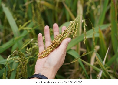 Ears of rice holding in a woman’s hand. In the field. - Shutterstock ID 1446051764