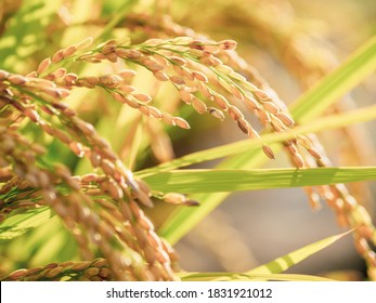 Ears of Rice Plants in Autumn or Fall Agriculture and Harvest Image - Shutterstock ID 1831921012
