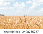 Ears of ripe wheat in the field