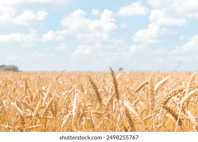 Ears of ripe wheat in the field - Powered by Shutterstock