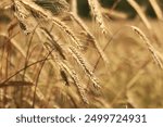 Ears of rye close up with selective focus. Grain ripening on the field. Field of rye. Agriculture. Rural landscape. Concept of growing grain harvest