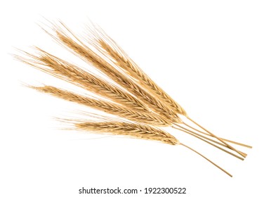 Ears of rye isolated on a white without shadow - Shutterstock ID 1922300522