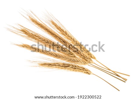 Ears of rye isolated on a white without shadow
