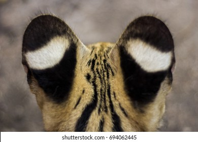 Ears Of Serval Cat