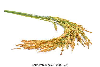 Ears Of Thai Jasmine Rice Isolated On White Background