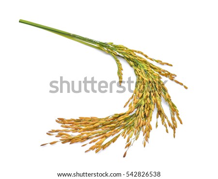 Ears of Thai Jasmine rice isolated on white background