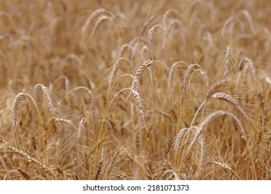 Ears Of Triticale In The Field