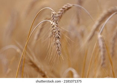 Ears Of Triticale In The Field