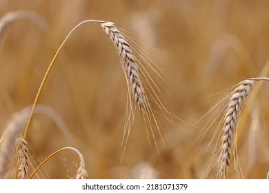 Ears Of Triticale In The Field