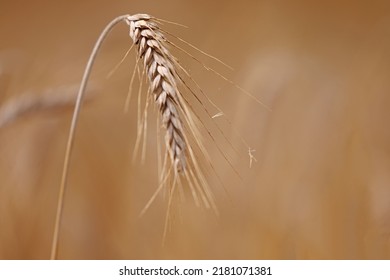 Ears Of Triticale In The Field