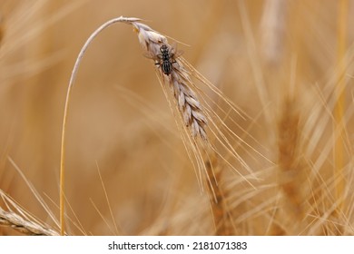 Ears Of Triticale In The Field