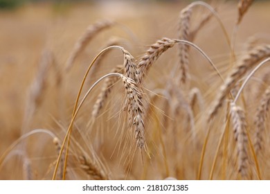 Ears Of Triticale In The Field