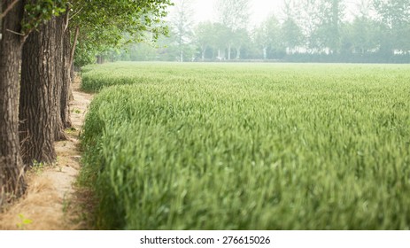 ears of wheat