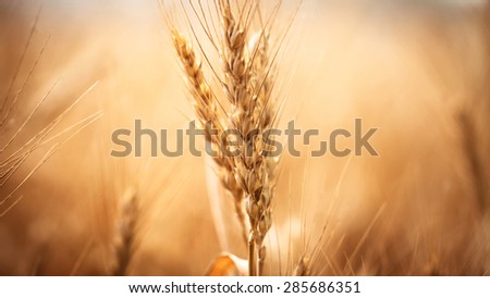 Similar – country love Wheat ear