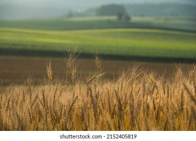Ears of wheat before harvest and hilly field
