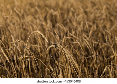 ears of wheat in field