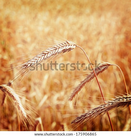 Similar – Wheat field in bright sunshine