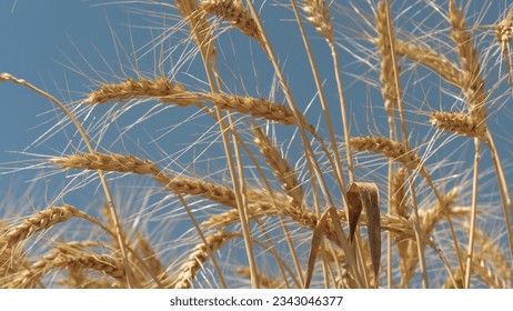 ears wheat field sky summer farm. griculture. farming. harvest business realizes ripening summer. ears wheat sway light wind field. young ripe ears golden wheat field. Beautiful sky countryside