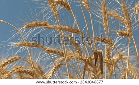 ears wheat field sky summer farm. griculture. farming. harvest business realizes ripening summer. ears wheat sway light wind field. young ripe ears golden wheat field. Beautiful sky countryside