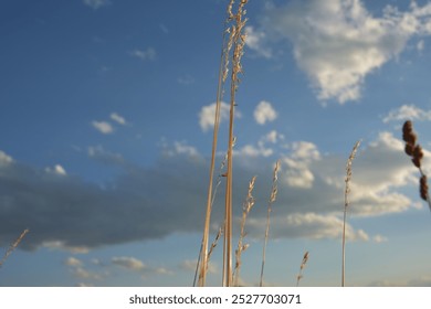 Ears of wheat in the foreground and a blue sky with dark clouds in the background. - Powered by Shutterstock