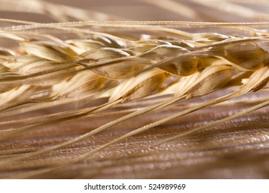 ears of wheat. macro