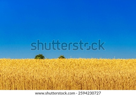 Ears of wheat on a blue sky background.Harvestable wheat field blue sky white clouds.Wheat close up.Agricultural farm.
