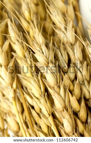 Similar – Image, Stock Photo Why Zen? Wheat Moonlight