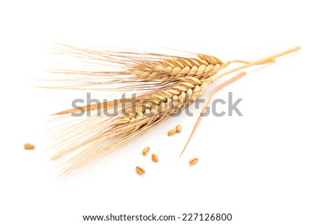Ears of wheat and seeds isolated on white background.