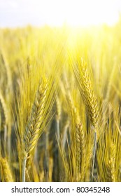 Ears of wheat in the sun rays