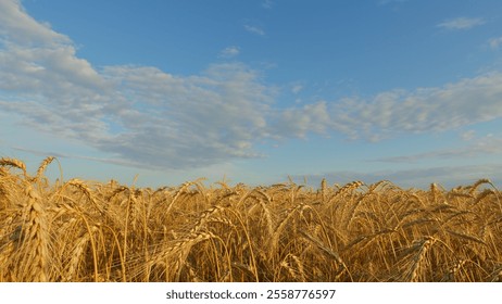 Ears Of Wheat Swaying In Slow Motion. Ripe Wheat Ears Swaying In Wind In Agricultural Field. Ripe Golden Wheat Field With Beautiful Sprinkles At Sunrise.