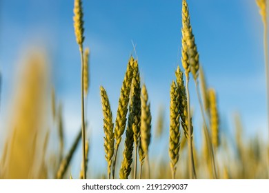 Ears Of Young Wheat In The Field. The Concept Of Food Crisis And Disruption Of Supply And Supply Chains. World Hunger Issues