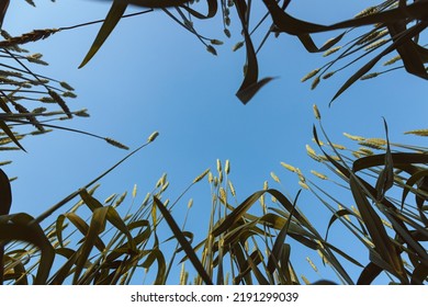 Ears Of Young Wheat In The Field. The Concept Of Food Crisis And Disruption Of Supply And Supply Chains. World Hunger Issues