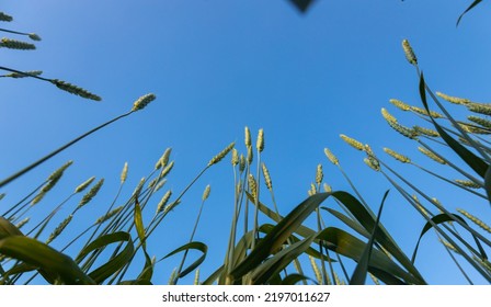 Ears Of Young Wheat In The Field. The Concept Of Food Crisis And Disruption Of Supply And Supply Chains. World Hunger Issues