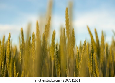 Ears Of Young Wheat In The Field. The Concept Of Food Crisis And Disruption Of Supply And Supply Chains. World Hunger Issues