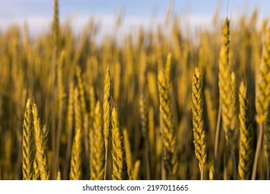 Ears Of Young Wheat In The Field. The Concept Of Food Crisis And Disruption Of Supply And Supply Chains. World Hunger Issues