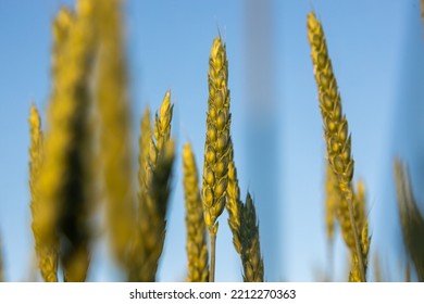 Ears Of Young Wheat In The Field. The Concept Of Food Crisis And Disruption Of Supply And Supply Chains. World Hunger Issues