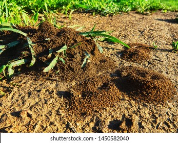 Earth ants (Lasius niger) the entrance to bulk anthill from beautiful heaps of dirt on ground