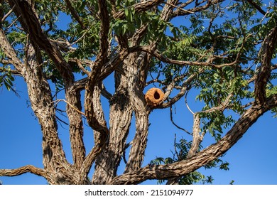 Earth Bird (João De Barro) Nest In Tree In The Brazilian Cerrado Biome