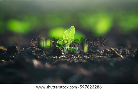 Earth Day concept. Green sidling grow in rich black dirt. Little plant sprout growing in the sun on agricultrual field