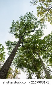 Earth Day Concept With Tropical Forest Background, Natural Sence With Canopy Tree In The Wild.selective Focus