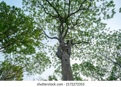 Earth Day Concept With Tropical Forest Background, Natural Sence With Canopy Tree In The Wild.selective Focus