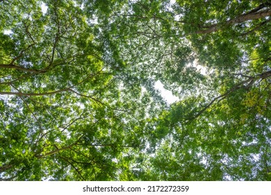 Earth Day Concept With Tropical Forest Background, Natural Sence With Canopy Tree In The Wild.selective Focus