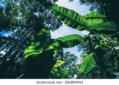 Earth Day Eco Concept With Tropical Forest Background, Natural Forestation Preservation Scene With Canopy Tree In The Wild, Concept On Sustainability And Environmental Renewable