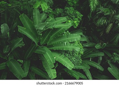 Earth Day Eco Concept With Tropical Forest Nature Scene Background, Natural Forestation Preservation Scene With Canopy Tree In The Wild Jungle, Concept On Sustainability And Environmental Renewable