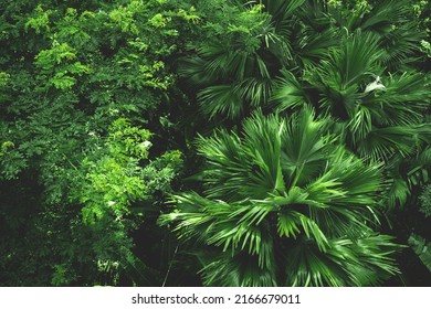 Earth Day Eco Concept With Tropical Forest Nature Scene Background, Natural Forestation Preservation Scene With Canopy Tree In The Wild Jungle, Concept On Sustainability And Environmental Renewable