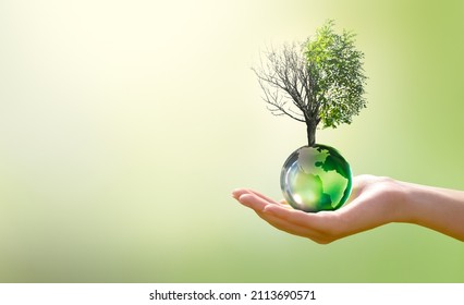 Earth Day or World Environment Day, Combat Desertification and Drought concept. Climate change and global warming theme. Save our Planet, protect green nature. Live and dry tree on globe in hand.