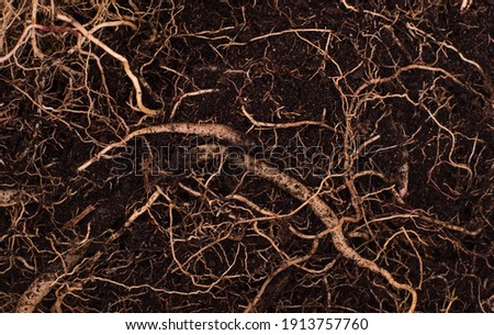 Earth full of roots small and big of a natural plant